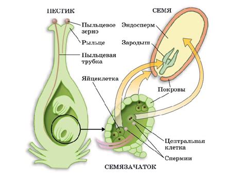 Оплодотворение и размножение