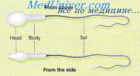 Опорный механизм для сперматозоидов