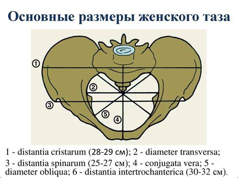 Определение апертуры таза