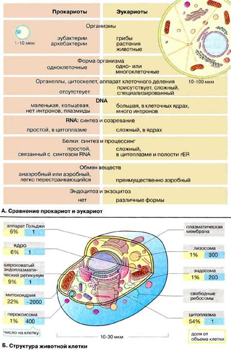 Определение атипичных клеток и их значение