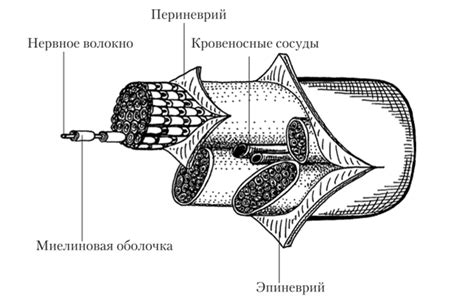 Определение белого вещества нервной системы