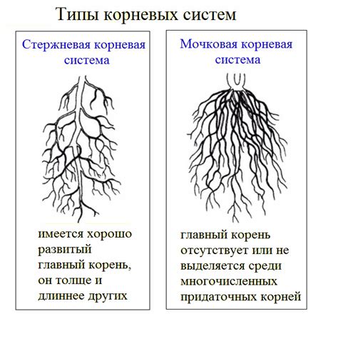 Определение вида по корневой системе