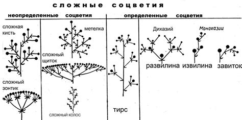 Определение вида по цветку и плоду