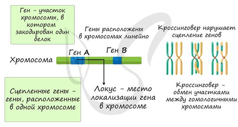 Определение гена в биологии