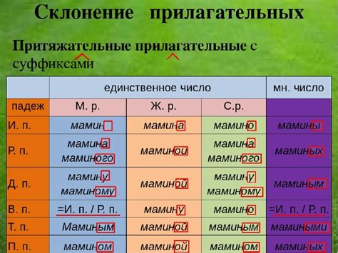 Определение и примеры притяжательных прилагательных