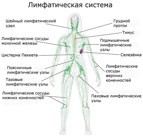 Определение и функции брыжеечных лимфоузлов
