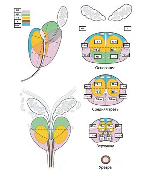 Определение и функции транзиторной зоны предстательной железы