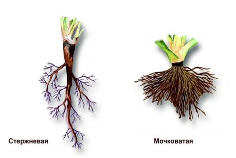 Определение корневой системы