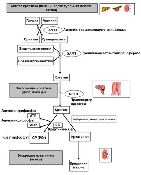 Определение креатина в крови