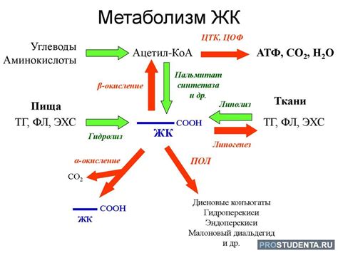 Определение основного метаболизма