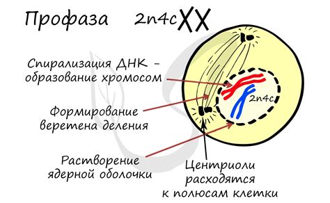 Определение профазы митоза