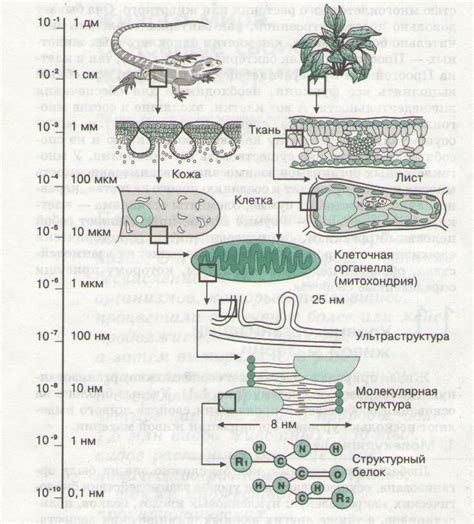 Определение уровня организации живого вещества