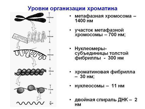 Определение хроматина