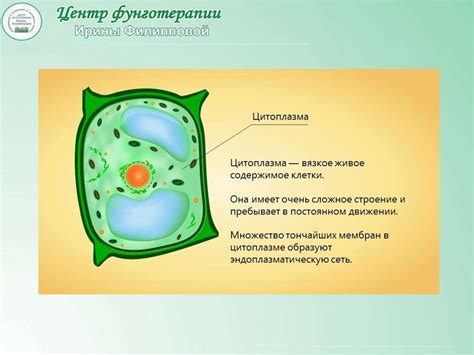 Определение цитоплазмы в клетке растения