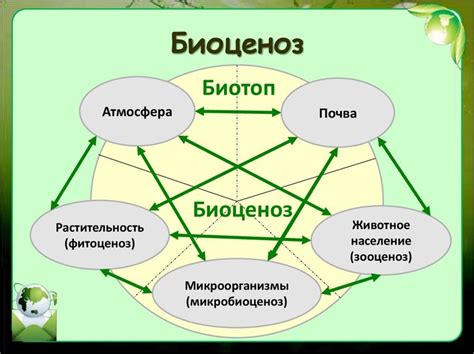 Определение ярусности в биологии