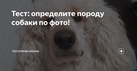 Определите состояние собаки