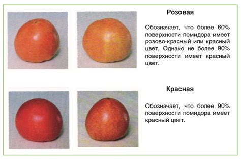 Определите степень зрелости помидоров: