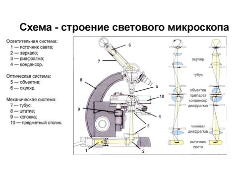 Оптическая система микроскопа: как свет от лампочки проходит