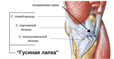 Опухоль сзади колена