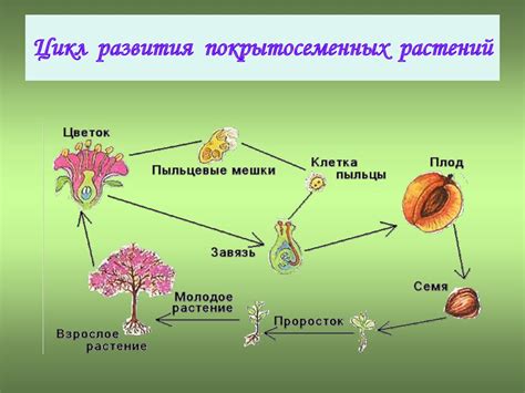 Опыление и оплодотворение у папоротников