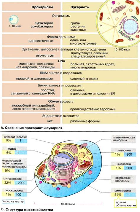 Органеллы и оболочки клеток прокариот и эукариот