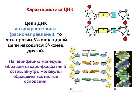 Организация генетической информации