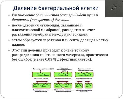 Организация роста и размножения