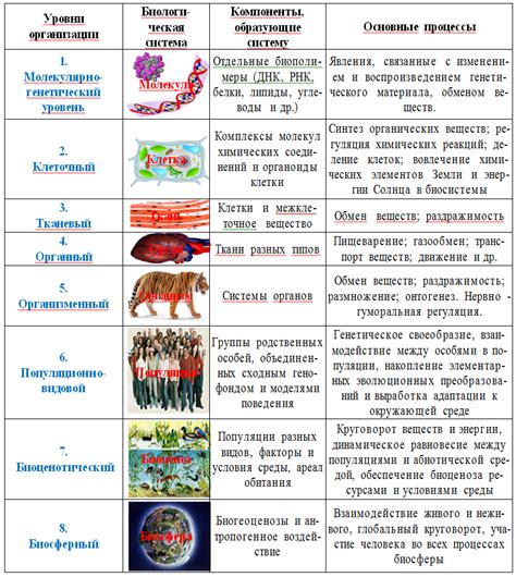 Организмический уровень организации