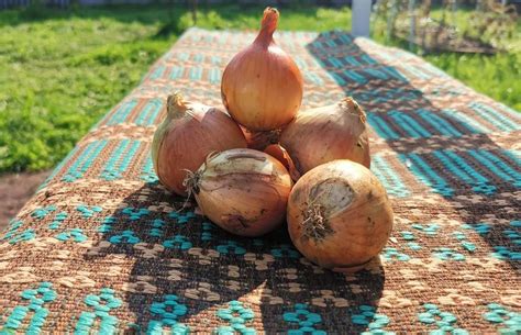 Органические удобрения для лука