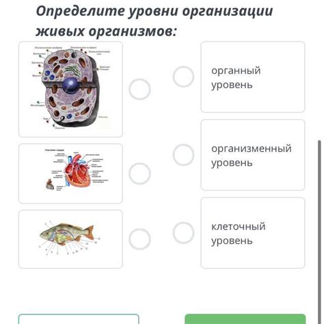 Органный уровень организации организмов