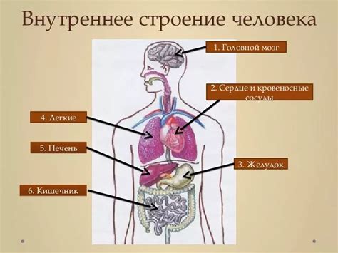 Органы внутренние