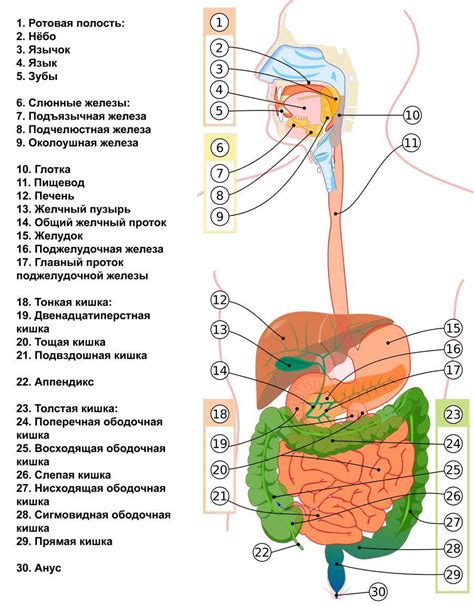 Органы пищеварения