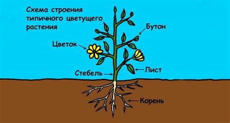 Органы растений и их функции