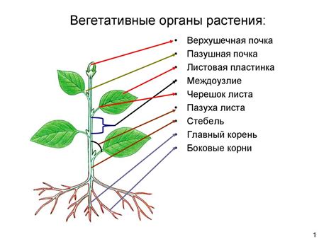 Органы растения: формирование и развитие