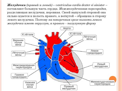 Органы сердечно-сосудистой системы