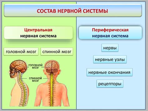 Органы центральной нервной системы