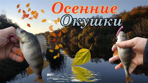 Осенние уловы окуня