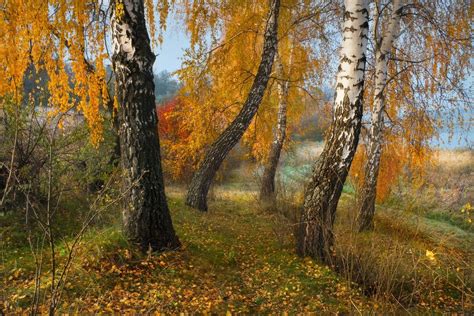 Осень: красота увядания и смены цветов