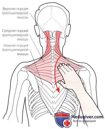 Ослабление мышц и связок шейного отдела позвоночника