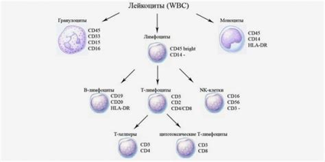 Осложнения и последствия снижения моноцитов