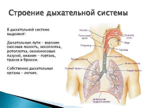 Ослушайтеся симптомов дыхательной системы