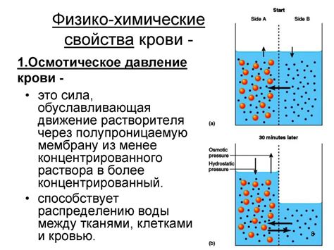 Осмотическое давление крови: что это такое?