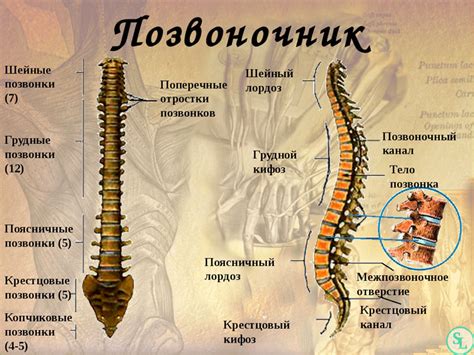 Осмотр позвоночника и конечностей