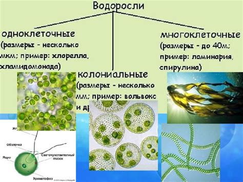 Основная единица строения водорослей: иероглифы поддаются углубленному анализу