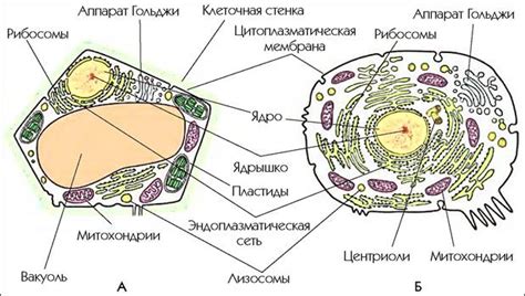 Основной строительный блок организма - клетка