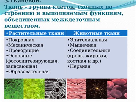 Основные аспекты клеток, сходных с ключевыми