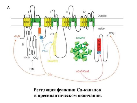 Основные виды вторичных мессенджеров