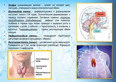 Основные заболевания эндокринной системы у детей 12 лет