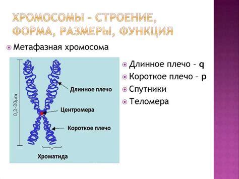 Основные компоненты хромосом