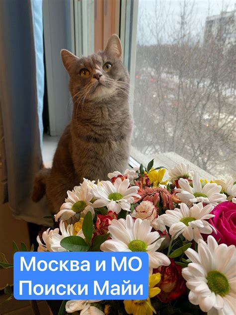 Основные методы поиска потерянной кошки